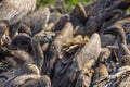 Vultures Feeding on a Buffalo Carcass Royalty Free Stock Photo