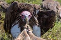 Vultures Feeding on a Buffalo Carcass Royalty Free Stock Photo