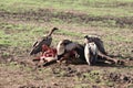 Vultures feeding on a carcass in the african savannah.