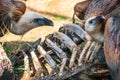 Vultures feeding on a carcass Royalty Free Stock Photo