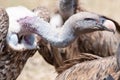 Vulture feeding on carcass in Serengeti, Tanzania, Africa. Vultures fighting for feed. Royalty Free Stock Photo