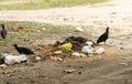 Vultures feeding on organic trash thrown out