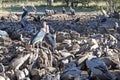 Vultures Feeding Royalty Free Stock Photo