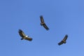 Vultures in flight Royalty Free Stock Photo