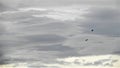 Vultures Flying On A Cold South American Horizon, HD