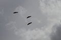 Vultures in Gray Sky Royalty Free Stock Photo