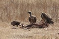 Vultures