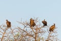 Vultures group perched on tree branhes top, clear blue sky, sunset light, Chobe National Park, Botswana, Africa Royalty Free Stock Photo