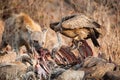 Vultures and Hyena Royalty Free Stock Photo