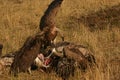 Vultures on a kill Royalty Free Stock Photo