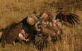 Vultures on a kill Royalty Free Stock Photo