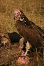 Vultures on a kill Royalty Free Stock Photo
