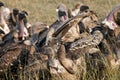 Vultures on a kill, Mara, Kenya. Royalty Free Stock Photo