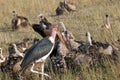 Vultures on a kill, Mara, Kenya. Royalty Free Stock Photo