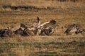 Vultures on a kill in South Africa Royalty Free Stock Photo
