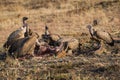 Vultures on a kill in South Africa