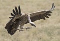 Vultures landing. Royalty Free Stock Photo