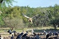 Vultures Landing Royalty Free Stock Photo