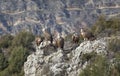 Vultures in las Hoces del Duraton Royalty Free Stock Photo