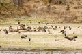 Vultures Royalty Free Stock Photo