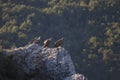 Vultures, Merindades Royalty Free Stock Photo