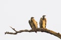 Vultures Royalty Free Stock Photo