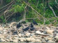 Vultures on the river bank in the Amazone Rainforest in Peru Royalty Free Stock Photo