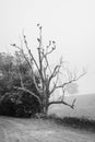 Vultures Roosting in Dead Tree, B&W Royalty Free Stock Photo