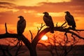 Vultures silhouetted on a tree during sunset, a captivating scene