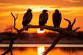 Vultures silhouetted on a tree during sunset, a captivating scene