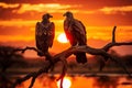 Vultures silhouetted on a tree during sunset, a captivating scene