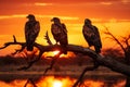 Vultures silhouetted on a tree during sunset, a captivating scene