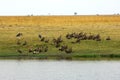 Vultures sitting on the bank of the Chobe River