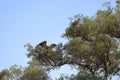 Vultures on a tree in the Masai Mara Royalty Free Stock Photo