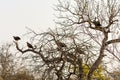 Vultures sitting in a tree in Greater Kruger National Park, South Africa Royalty Free Stock Photo