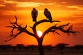 Vultures sitting on a tree at sunset, African eagle silhouette