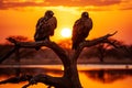 Vultures sitting on a tree at sunset, African eagle silhouette