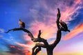 Vultures sitting on a tree with a sunset sky in the background