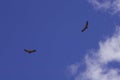 Vultures in the sky