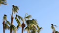 Vultures sleep on palm trees at nightfall