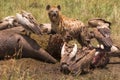 Vultures, hyena and dead hippo