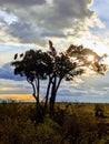 Vultures in sunset siloette tree Royalty Free Stock Photo