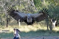 Vultures about to swoop with Marabou stork Royalty Free Stock Photo