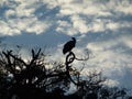 Vultures on Top of the Acacia Tree Royalty Free Stock Photo