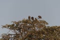 Vultures top of a tree Royalty Free Stock Photo