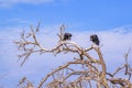 Vultures at Top of Tree Royalty Free Stock Photo