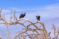 Vultures at Top of Tree Royalty Free Stock Photo