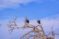 Vultures at Top of Tree Royalty Free Stock Photo