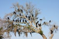 Vultures in tree Royalty Free Stock Photo