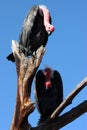 Vultures In A Tree Royalty Free Stock Photo